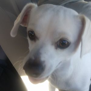 Meet your Posher, Larry